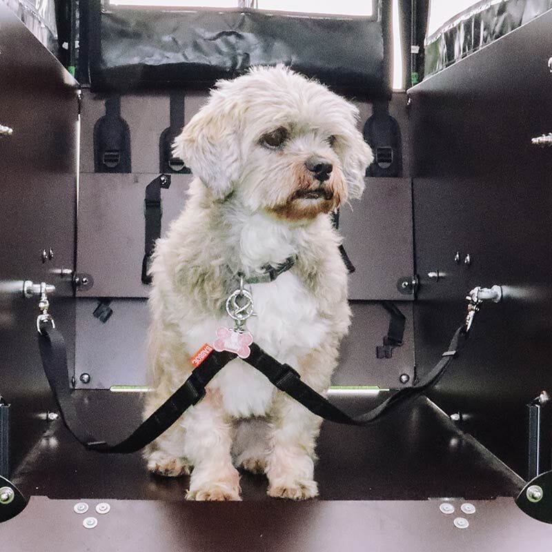 Babboe double leash attached